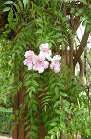 Image result for Podranea