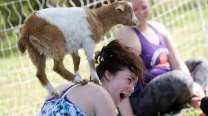 Iyengar yoga center of raleigh is a safe environment where people can quiet their minds, let go of life's distractions, be in the present moment, and learn to pay attention to their bodies. Yoga Where To Do Yoga With Cats Dogs Goats Breweries Outdoors Raleigh News Observer