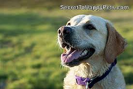 Kopek Huzursuz Bacaklar Sendromu Tr Secrettohappypets Com