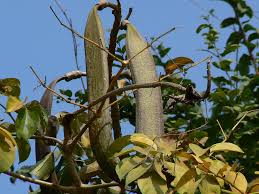 Image result for Oroxylum