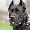 Ask questions and learn about bullmastiffs at nextdaypets.com. 1