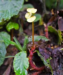 Image result for Begonia pulcherrima