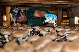 Cover your growing tray with newspapers or with a cloth to retain the moisture. Growing Portobello Mushrooms At Home Ultimate Guide 2019 Edition