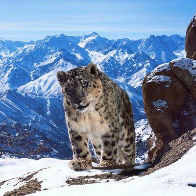 How to Watch Planet Earth II in 4K Ultra High-Definition