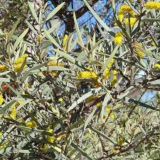 Image result for Acacia