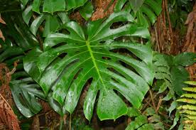 Monstera Tanaman Kekinian Yang Ternyata Beracun