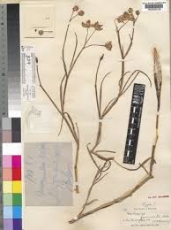 Image result for Stathmostelma pedunculatum