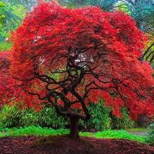 Maybe you would like to learn more about one of these? Amazon Com Autumn Fire Weeping Japanese Maple 3 Year Live Plant Maple Trees Garden Outdoor