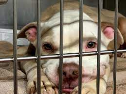 To get the latest on pet adoption and pet. Free Adoptions After Influx Of Animals Atlanta Area Shelters Atlanta Ga Patch