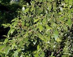 Image result for Rhamnus prinoides