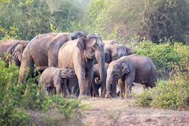 Indian elephants are listed as endangered species by iucn. Trapped Elephants Face Attacks By Mob In India