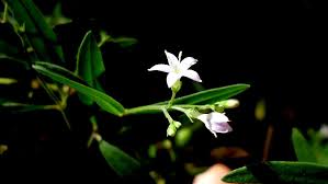 Image result for Pentodon