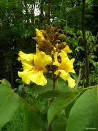 Image result for Markhamia lutea