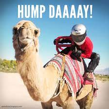Geico hump day camel commercial. Bikebandit Com Facebook Rider Quotes Motorcycle Memes Cool Motorcycles