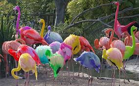 Pin By Carla Harrington On Flamingo S Flamingo Parrot Pet Pink Flamingos