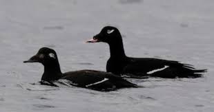 Pale Yellow Bird With Black And White Wings White Winged Scoter White Wings Bird Photo Sea Birds
