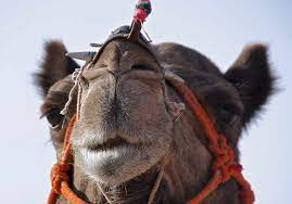 Heat stability of camel milk is shown to be highest at ph 6.8, and it ferments relatively slowly compared to the cattle milk. Indian Vs African Safaris A Naturalist S Comparison