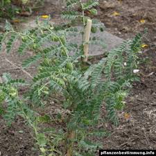 Image result for Cicer arietinum