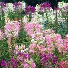 Pin On Amores Del Alma