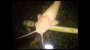 Maka dari itu, di indonesia sendiri terdapat beberapa olahan. Penampakan Ikan Lele Putih Ajaib Youtube