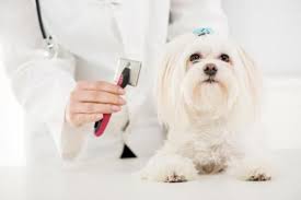Home Remedies For Matted Dog Hair Guide And Tips Matted Dog Hair Yorkie Hairstyles Hair Guide