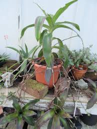 Image result for Commelinaceae