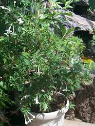 Image result for Bouvardia longiflora