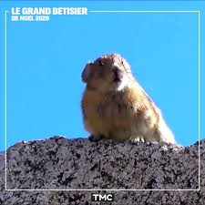 Le big bêtisier de noël episode 7 le grand bêtisier. Tmc Le Grand Betisier De Noel 2020 Mercredi Soir Sur Tmc Facebook