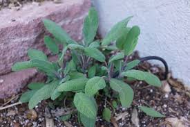 Plants that repel bugs and mosquitoes. 9 Plants That Repel Mosquitoes Flies Spiders Signals Az