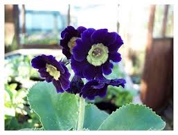 Image result for Primula x pubescens
