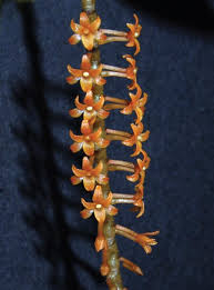 Image result for Chamaeangis