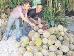 Harga.rm55 000 sesekar tanah geran antarabangsa (freehold). Musim Durian Rezeki Orang Asli Asli Buah Orang