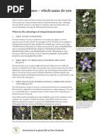 Image result for Crabbea cirsioides