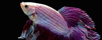 The betta fish is probably the second most popular fish kept, after goldfish. Caring For Your Betta Fish Hartz