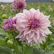 Dahlia Cafe Au Lait Royal Evt I Krukker Dahlia Flower Dalia Flower Flower Farm