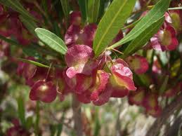 Image result for Eschenbachia stricta