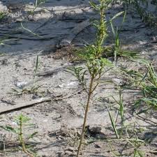 Image result for Amaranthus praetermissus