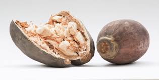 Le Pain De Singe Ou Fruit Du Baobab Un Fruit Aux Multiples Vertus Therapeutiques Meconnues Decouvrez Ces Bienfaits Dans Notre Corps Culturebene