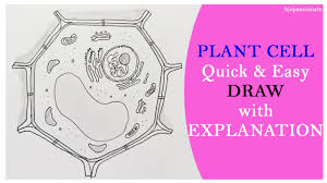 Easily create sprites and other retro style pixilart is an online pixel drawing application and social platform for creative minds who want to. Plant Cell Quick And An Easy Of Drawing With Explanation Youtube