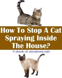 9 Sensitive Tips And Tricks How To Keep Your Cat From Spraying What Can You Spray On Furniture To Keep Cats Off Cat Water Spray System Why Do Admirable Aerosol