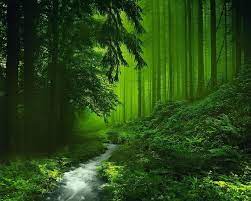 Download nature green aesthetic background for desktop or mobile device. Green Forest Wallpapers Top Free Green Forest Backgrounds Wallpaperaccess