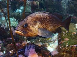Quillback Rockfish Wikipedia