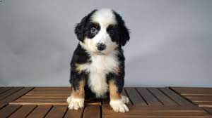 The australian labradoodle may be the pedigree accepted by the american kennel club if achieving purebred status were to become a priority. Australian Mountain Doodle Puppies For Sale Greenfield Puppies