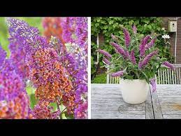 How To Plant Buddleia Butterfly Bush Summer Garden Guide Youtube