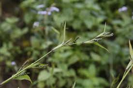 Image result for Hackelochloa