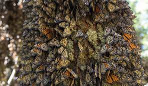 Santuarios De La Mariposa Monarca Todos Los Detalles Para Que Los Visites Sociedad W Radio Mexico