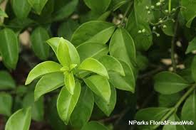Image result for Psychotria succulenta