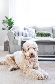 You'll then find a section with a closer look at our top 10 best carpet cleaners for pets picks. The Best Pet Proof Carpet For Your Home Cherished Bliss