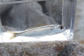 Image result for Boops boops