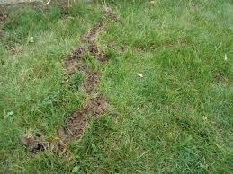Instead, people are advised to see a dermatologist about any moles they are concerned about. How To Get Rid Of A Mole Nice And Easy Dave S Garden